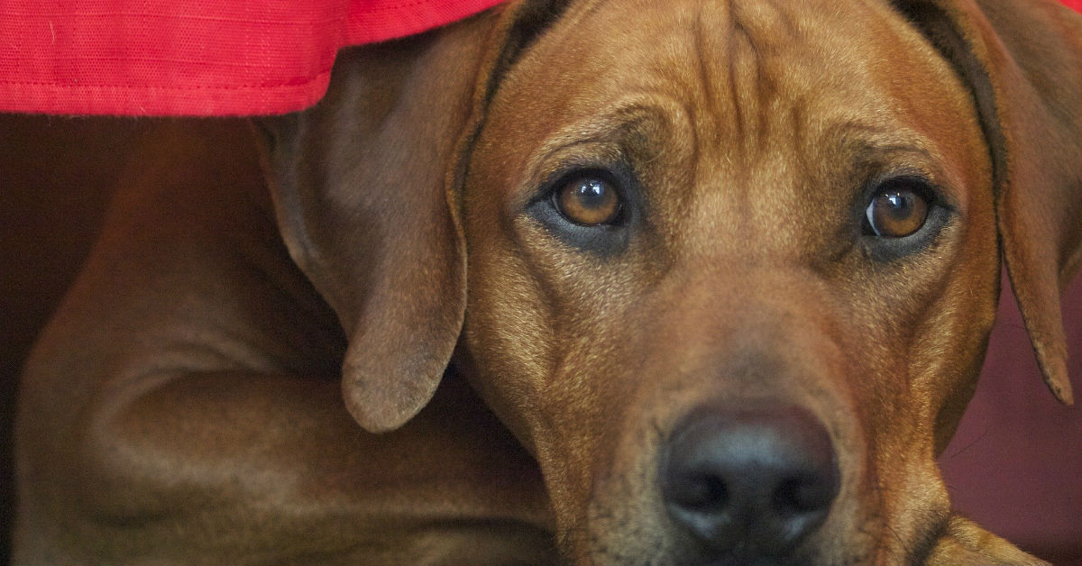 Cane introverso: come riconoscerlo e come aiutarlo