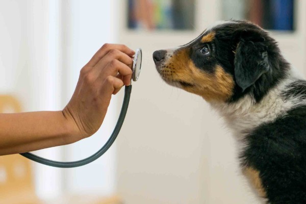 un cane viene visitato