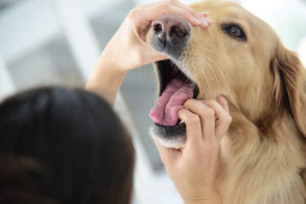 veterinario controlla lingua al cane