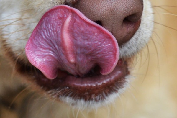 cane si lecca il naso