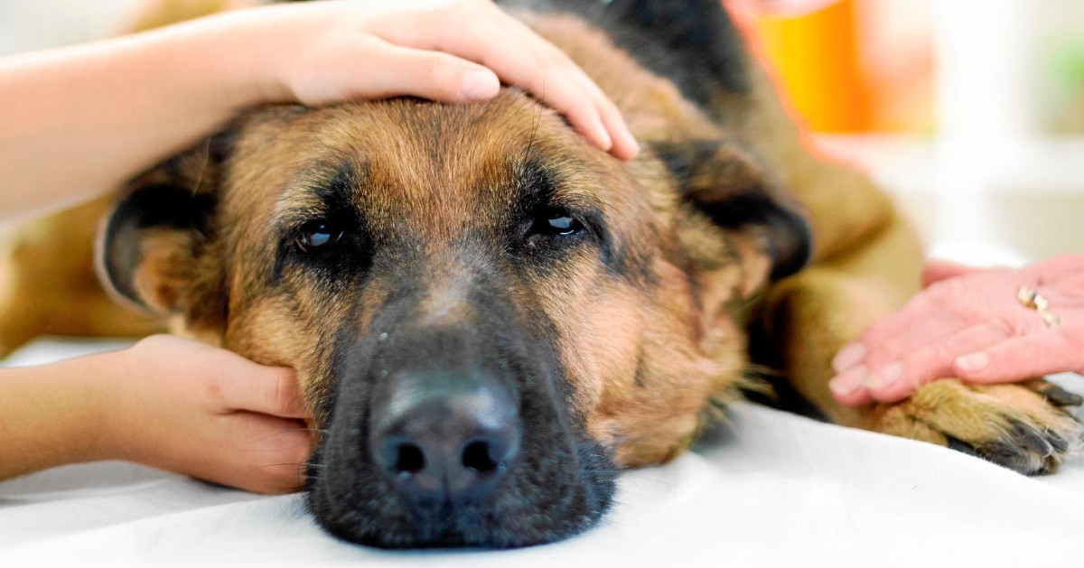 Il cane è malato? Segnali di malessere e cosa fare