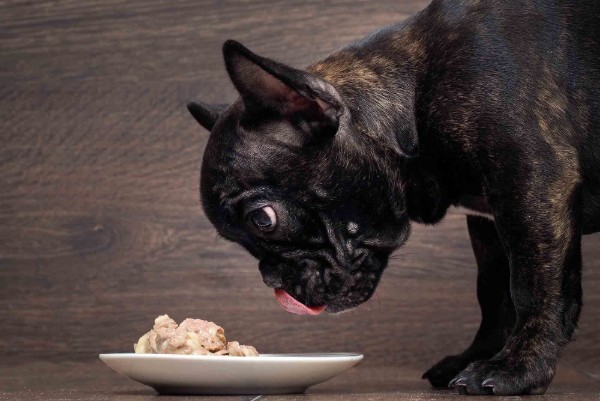 un cane mangia dal piatto