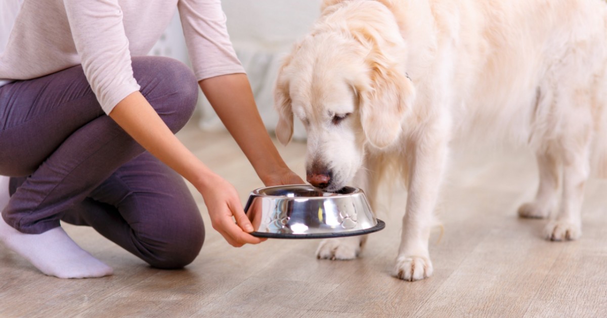 Riscaldare il cibo per cani: è necessario?