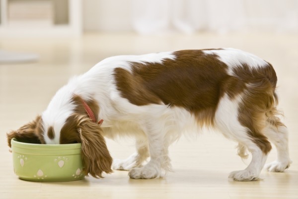 cane immerge il muso nella ciotola