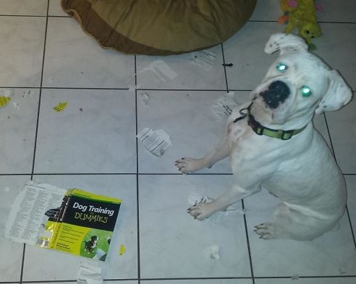 cane-mangia-rivista-allenamento