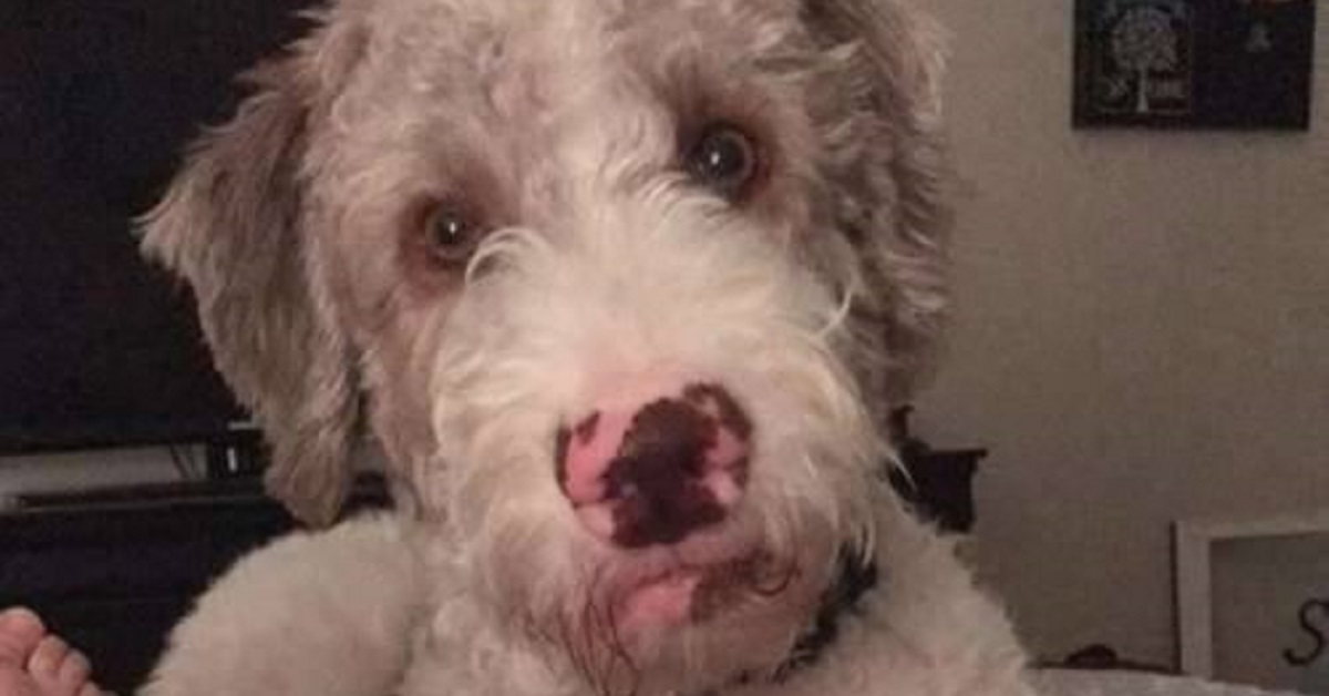 Il cane non riesce a credere a ciò che è successo in casa