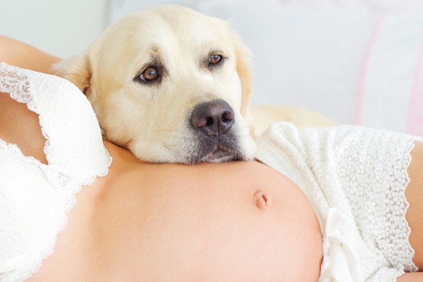 cane sdraiato accanto a una donna incinta