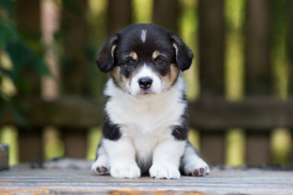 cucciolo di cane