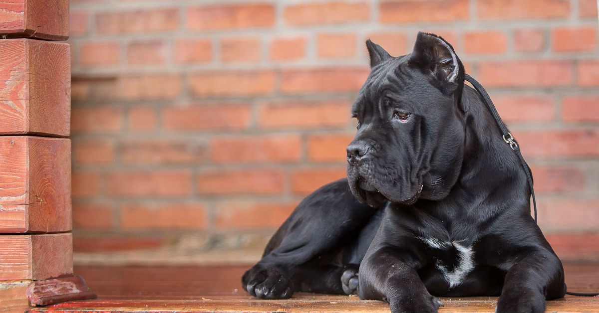 Cane preme la testa contro il muro, che cosa succede?