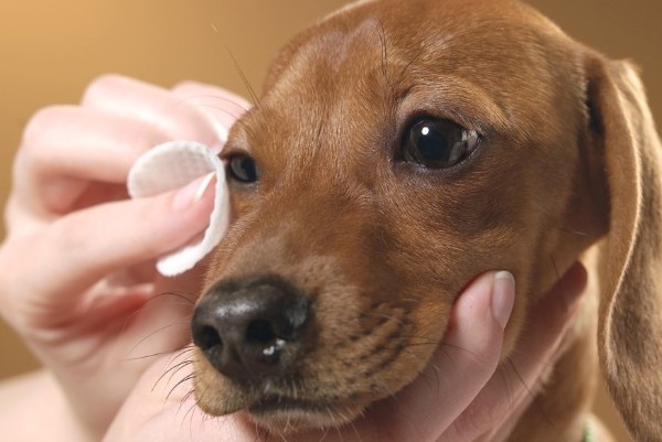 a un cane viene pulito un occhio