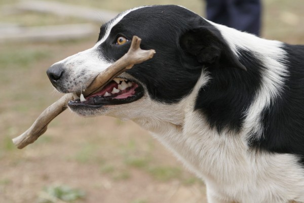 cane riporta un bastoncino