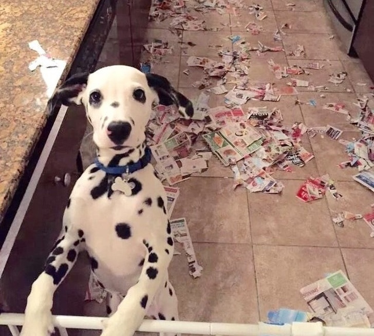 cane-rivista-pavimento