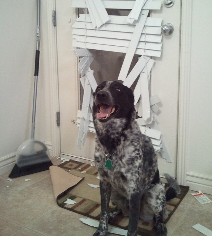 cane-rompe-porta