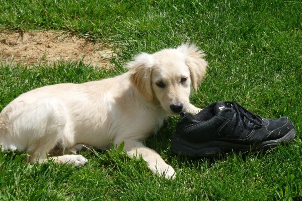 un cucciolo ruba una scarpa