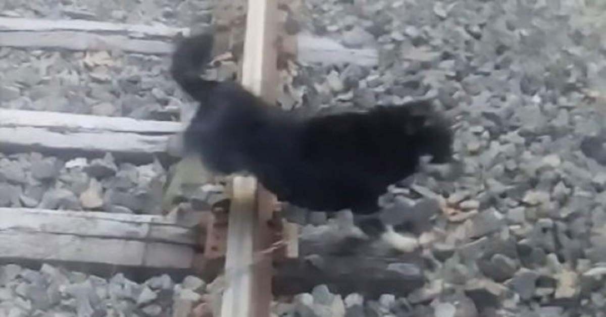 Cane salvato da un macchinista che ferma il treno in tempo