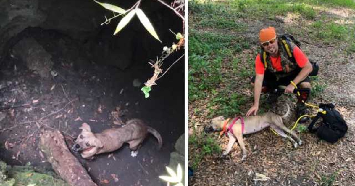 Cane salvato dopo esser precipitato dentro una caverna