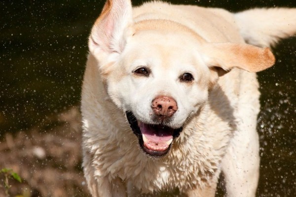 un cane agita il pelo