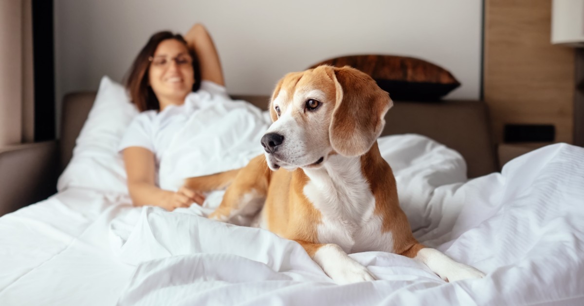 Perché i cani saltano sul letto?