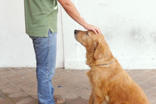 un cane seduto