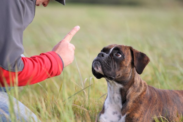 cane esegue un comando