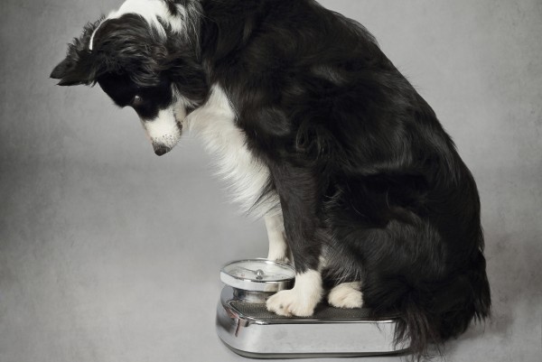 un cane controlla il suo peso