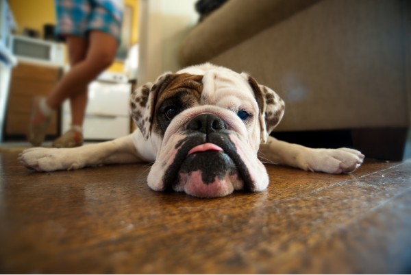 bulldog spossato a terra