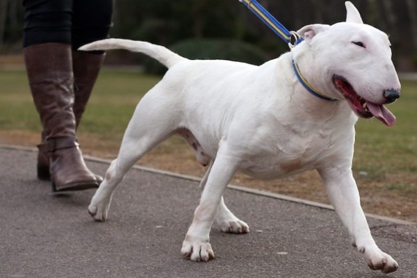 cane tira troppo il collare a strozzo