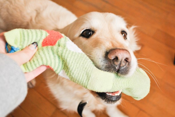 un golden retriever tira un calzino