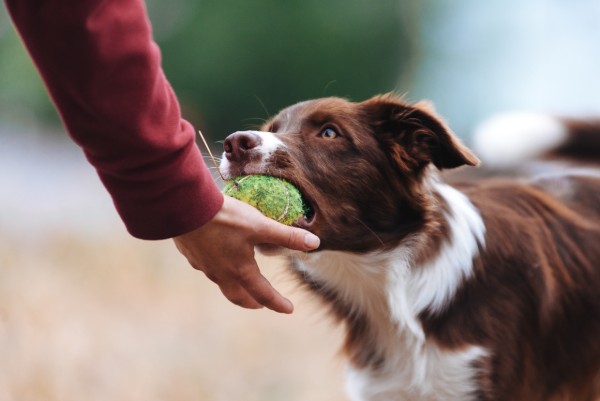 un cane lascia la palla sulla mano