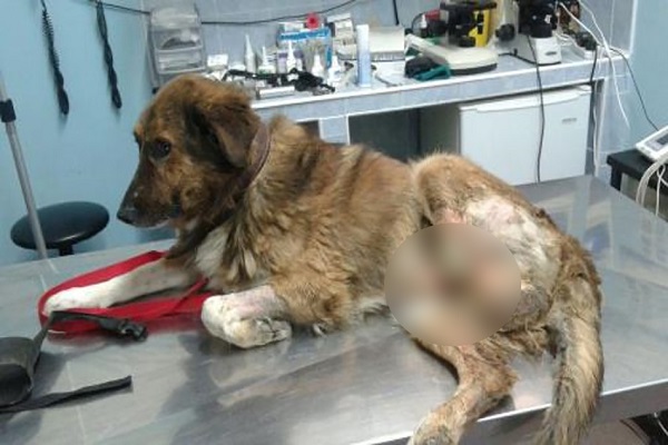 cane con gangrena