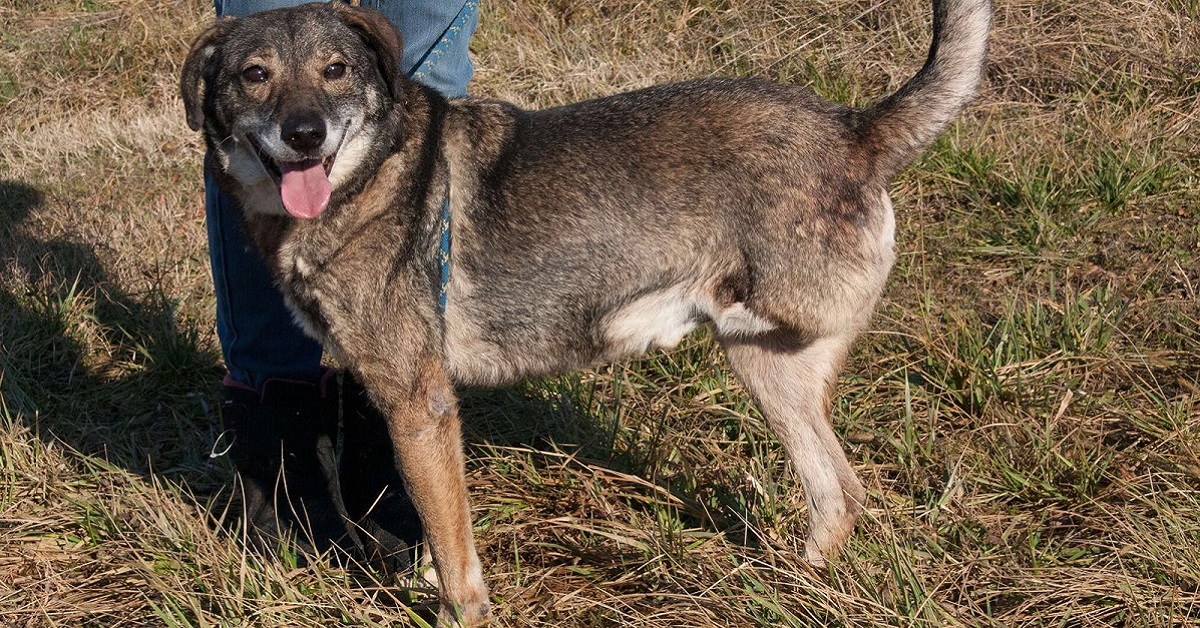 Cane tripode: come prendersene cura