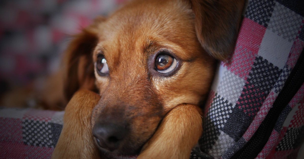 Cane che sta per morire, cosa sapere