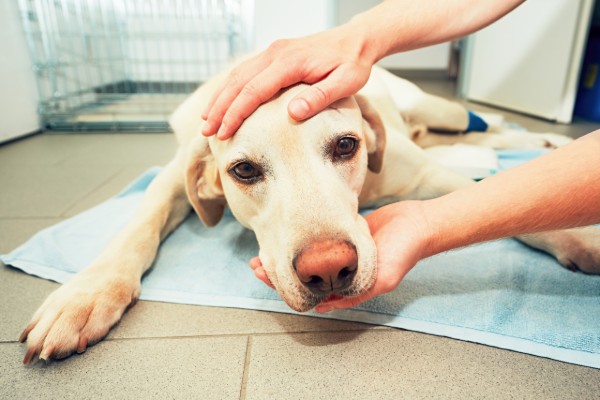 un cane malato