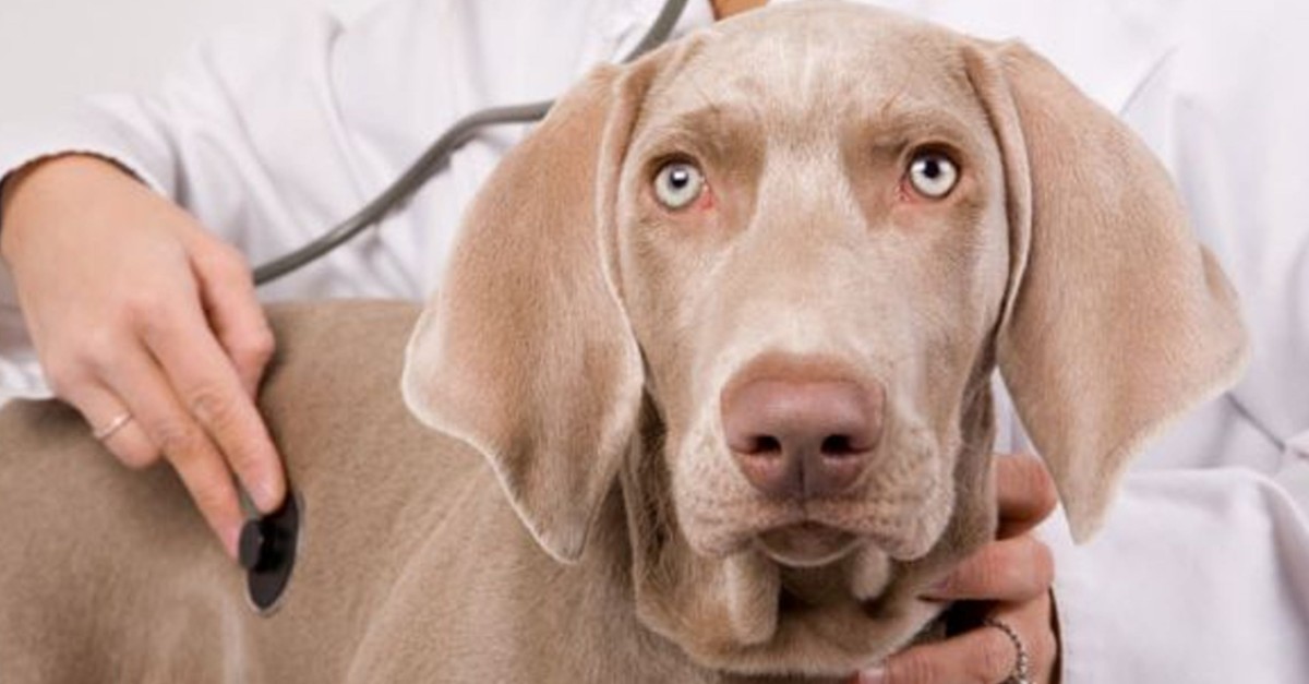 Cane e salute: ecco le domande da fare al veterinario