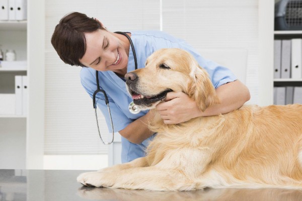 cane in visita dal veterinario