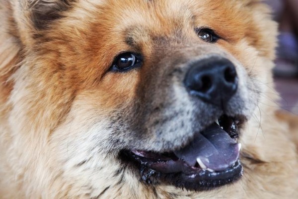 un cane con la lingua blu