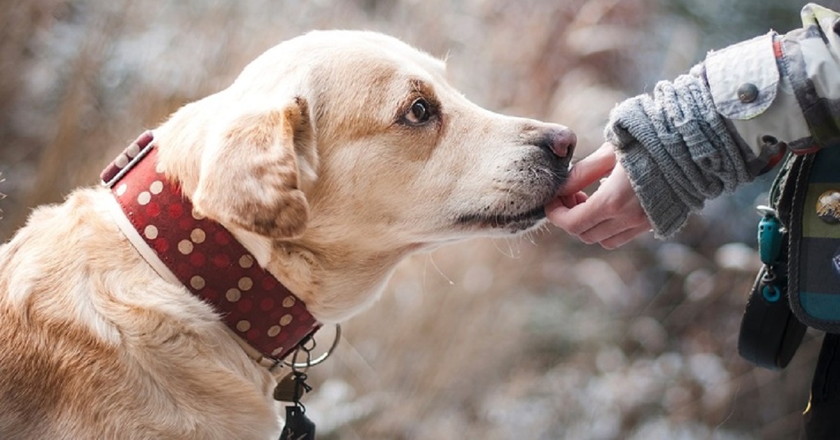 Cani abbandonati in Olanda? Non più!