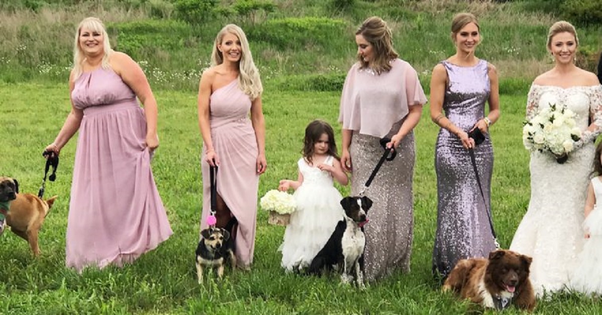 Cani accompagnano damigelle durante il matrimonio