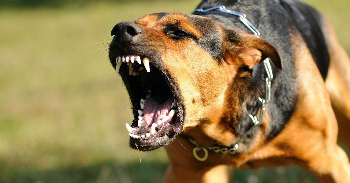 Esistono davvero i cani aggressivi?