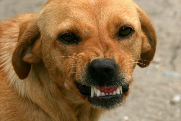 cane che mostra i denti