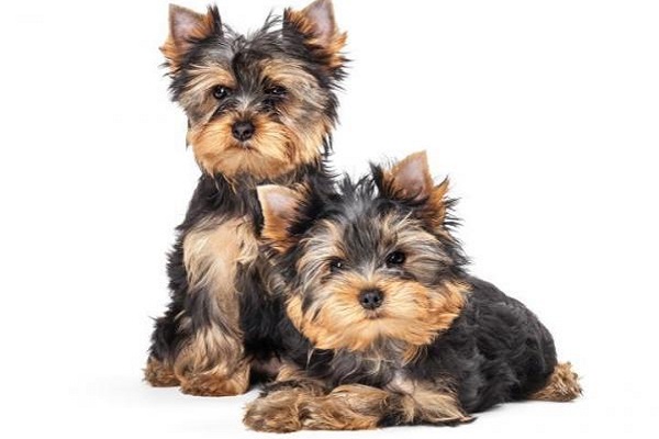 yorkshire terrier cane