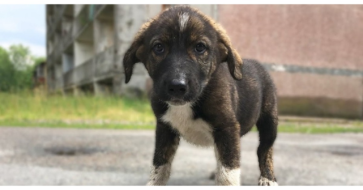 I cani di Chernobyl hanno la possibilità di vivere in America