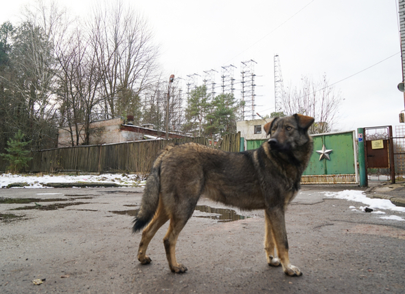 cani-chernobyl