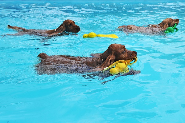 addestramento cani in acqua