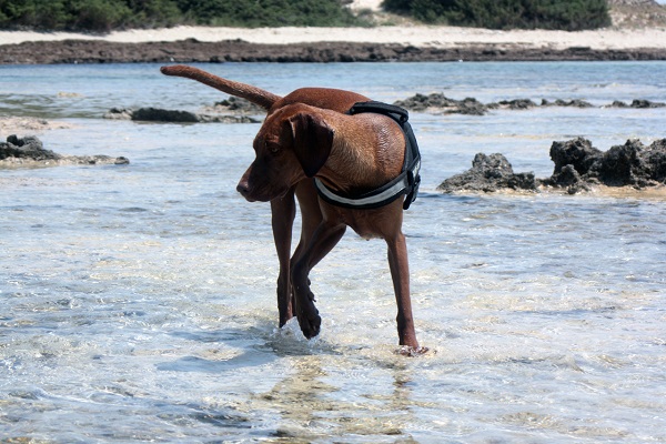 cane in spiaggia