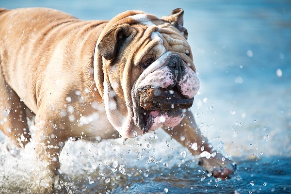 cane bulldog in acqua 