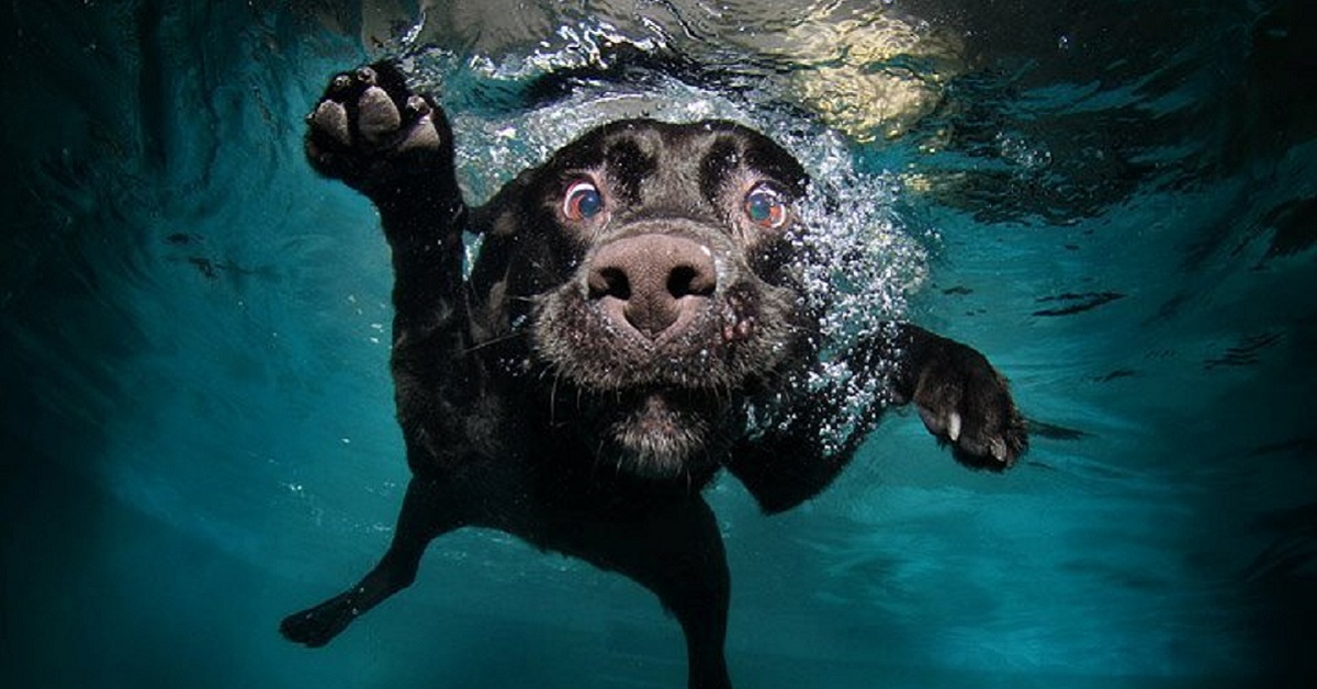 Cani e acqua: perché ad alcuni piace e ad altri no?