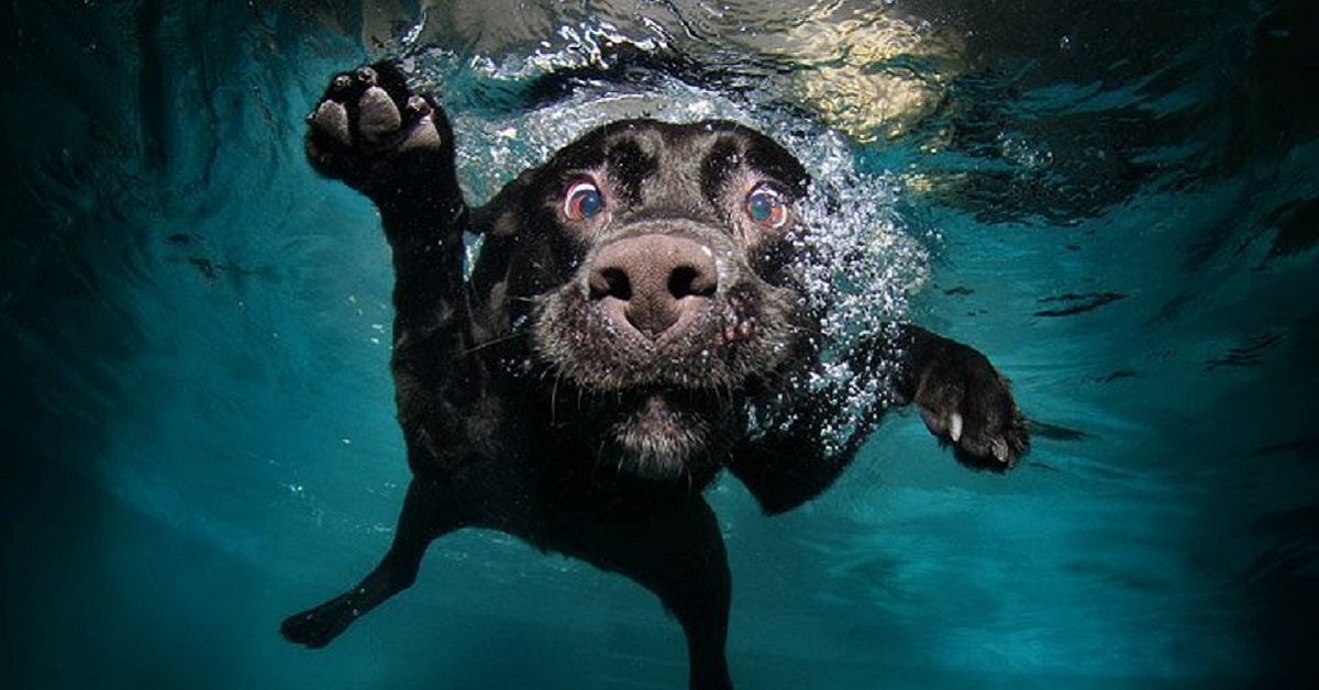 Cani e acqua: perché ad alcuni piace e ad altri no?