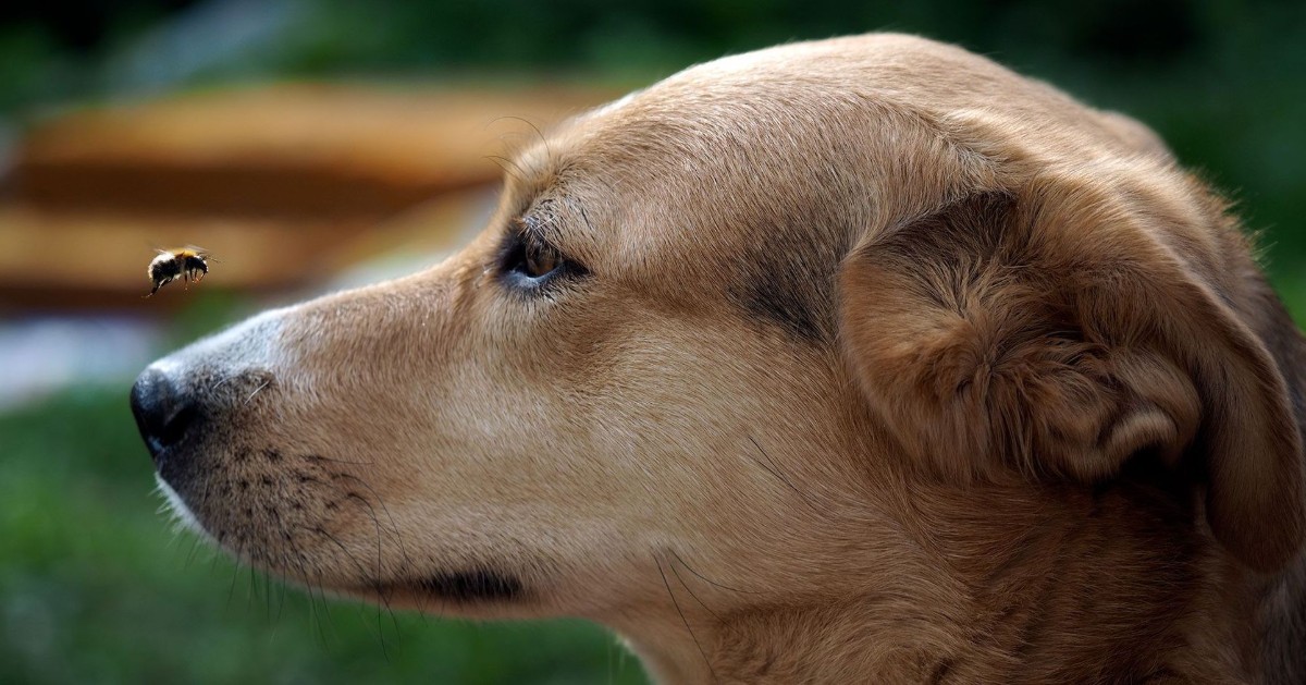 Shock anafilattico nei cani, come prevenirlo e cosa fare