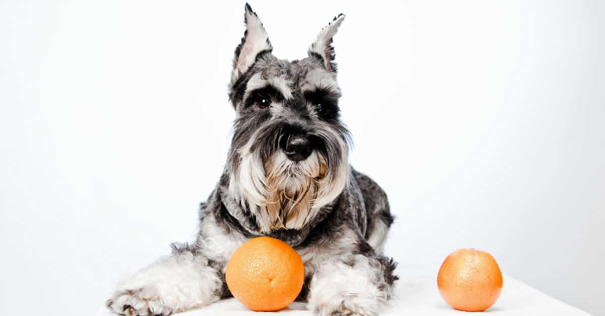 Cani e arance: le possono mangiare?